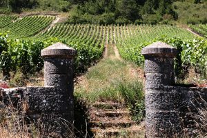 vineyard