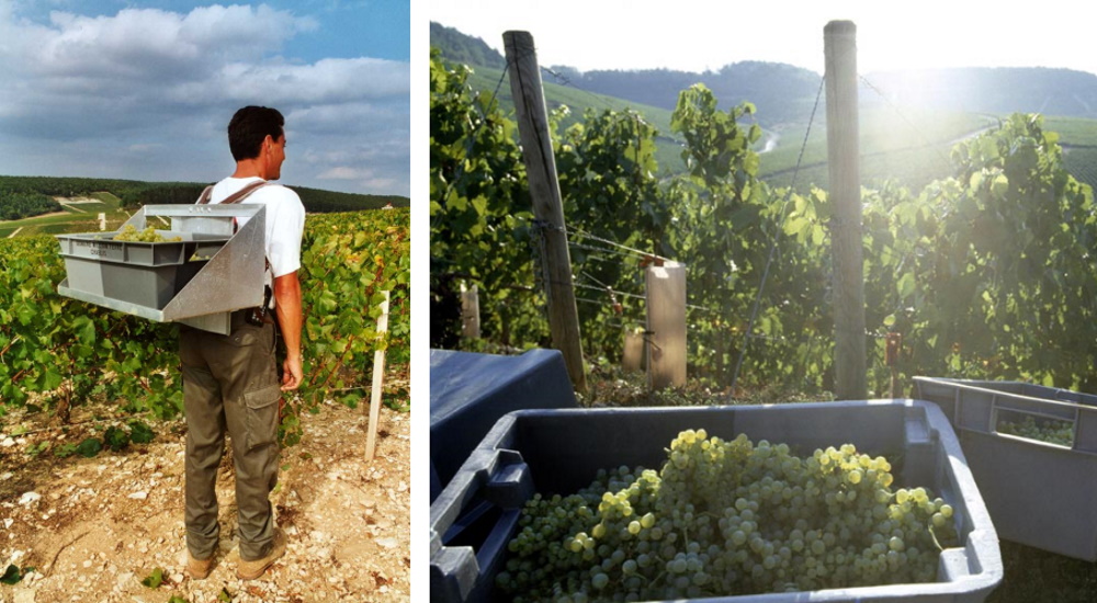 Picking season at Fevre