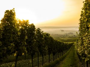 vineyard