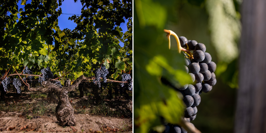 Ripe while bunches of grapes and bright green healthy leaves on the vines at Chateau Angelus