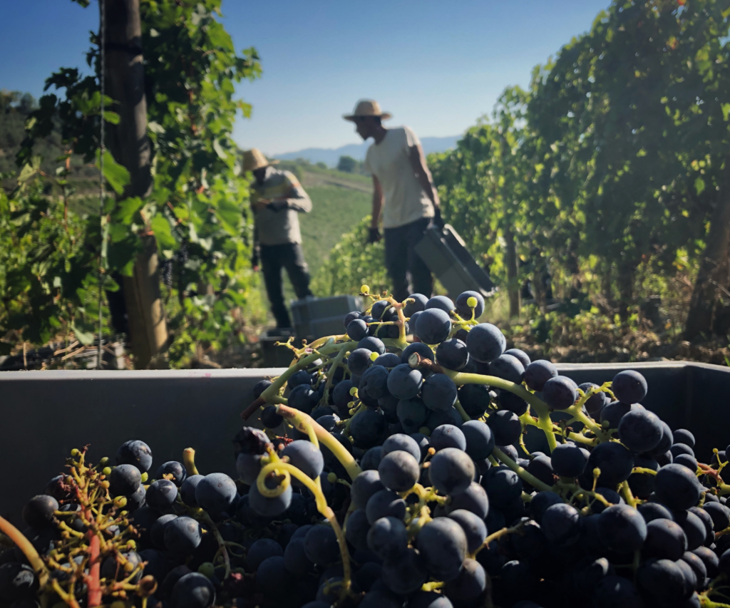 A plastic crate full of red grapes are in the foreground with two men stood in a vineyard in the background working the harvest.