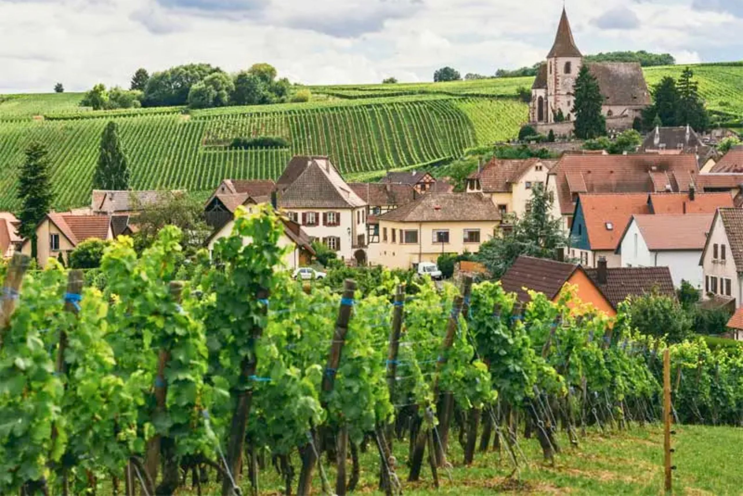 Burgundy 2024 En Primeur