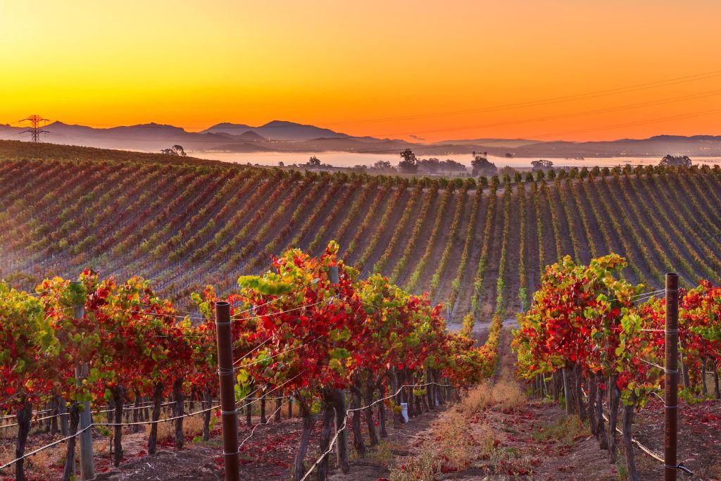 Napa Valley, USA, one of the best wine regions,