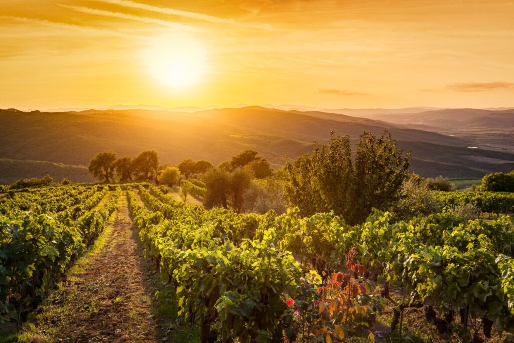 Climate change wine