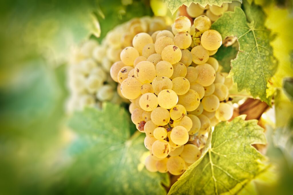 Climate change wine