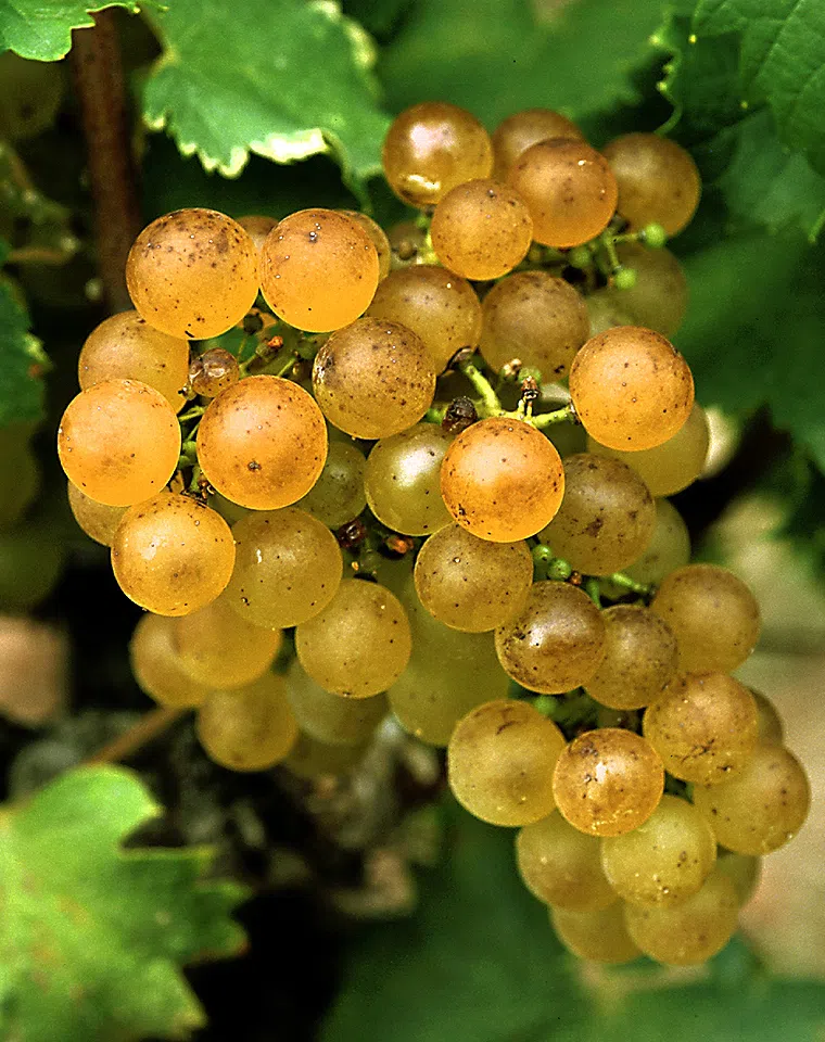 Story of Château d’Yquem 2023