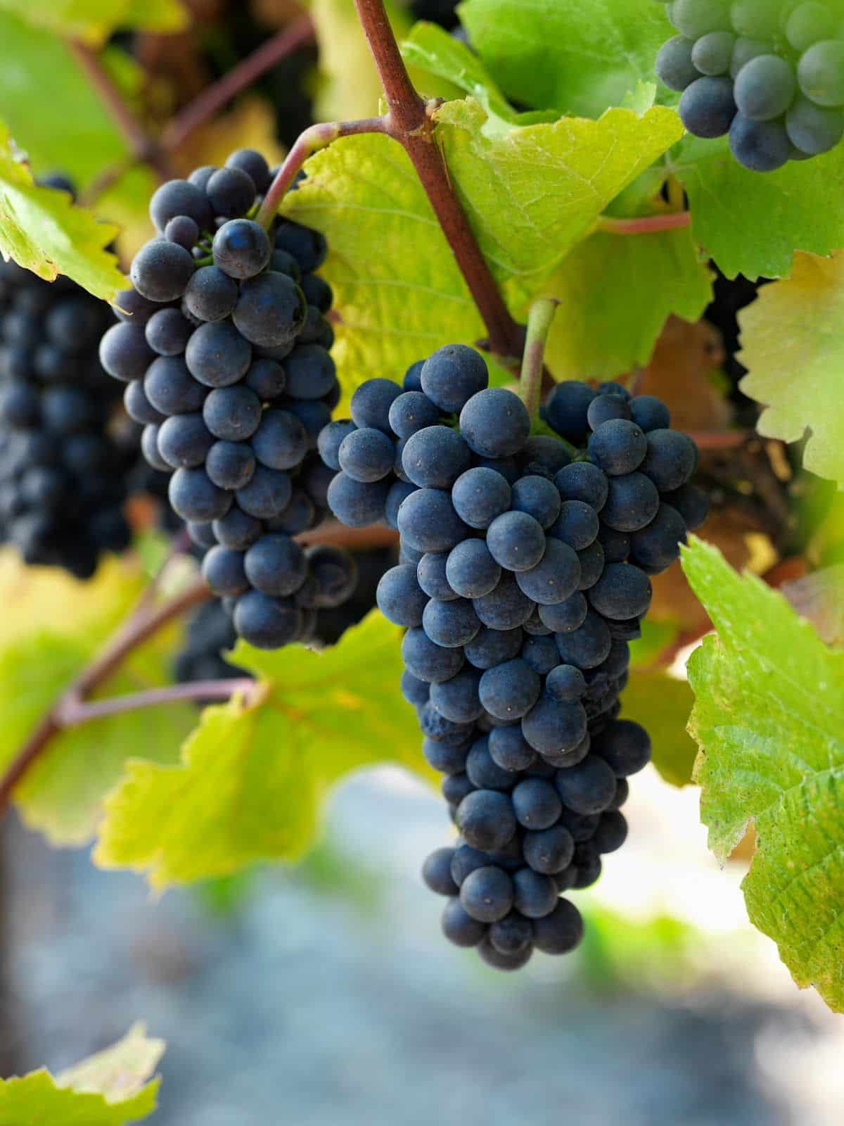Story of Krug 2013